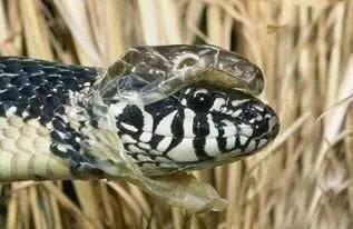 长生蛇在线观看,穿越时空的神秘之旅